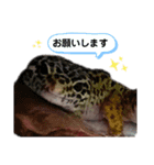 チョロさん③（個別スタンプ：1）