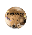 モンサンファミリー❤️（個別スタンプ：1）