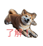 愛犬ムク（個別スタンプ：1）