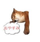 愛犬ムク（個別スタンプ：2）