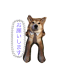愛犬ムク（個別スタンプ：4）