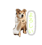 愛犬ムク（個別スタンプ：5）