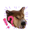 愛犬ムク（個別スタンプ：6）
