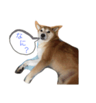 愛犬ムク（個別スタンプ：7）