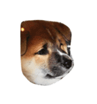 愛犬ムク（個別スタンプ：8）
