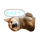 愛犬ムク（個別スタンプ：9）