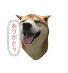 愛犬ムク（個別スタンプ：10）