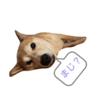 愛犬ムク（個別スタンプ：11）