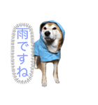 愛犬ムク（個別スタンプ：12）