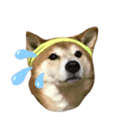 愛犬ムク（個別スタンプ：14）