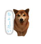 愛犬ムク（個別スタンプ：15）