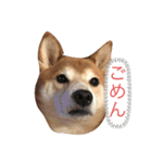 愛犬ムク（個別スタンプ：16）
