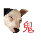 鬼犬テリア（個別スタンプ：1）