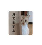 ペットスタンプ②（個別スタンプ：16）