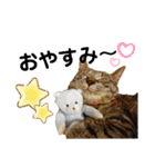 ペットスタンプ②（個別スタンプ：29）
