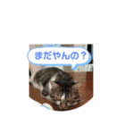みぃとぅん（個別スタンプ：7）