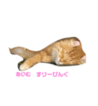 Ryoryo's pet's 4part2（個別スタンプ：12）