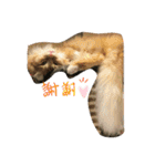Ryoryo's pet's 4part2（個別スタンプ：13）