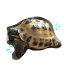 Ryoryo's pet's 4part2（個別スタンプ：16）