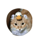 Ryoryo's pet's 4part2（個別スタンプ：21）