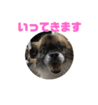 それゆけチータ3（個別スタンプ：3）