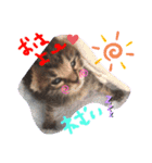 猫のななちゃん①（個別スタンプ：1）