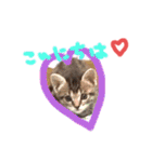 猫のななちゃん①（個別スタンプ：2）
