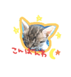 猫のななちゃん①（個別スタンプ：3）