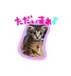 猫のななちゃん①（個別スタンプ：5）