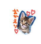 猫のななちゃん①（個別スタンプ：6）