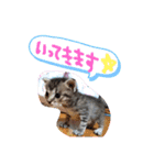 猫のななちゃん①（個別スタンプ：7）