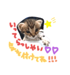 猫のななちゃん①（個別スタンプ：8）