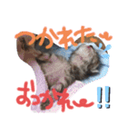猫のななちゃん①（個別スタンプ：9）