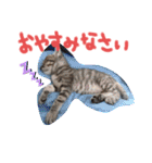 猫のななちゃん①（個別スタンプ：10）