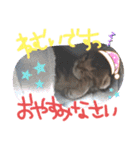 猫のななちゃん①（個別スタンプ：12）
