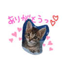 猫のななちゃん①（個別スタンプ：14）