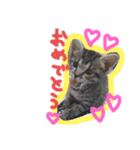 猫のななちゃん①（個別スタンプ：16）