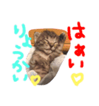 猫のななちゃん①（個別スタンプ：17）