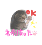 猫のななちゃん①（個別スタンプ：18）