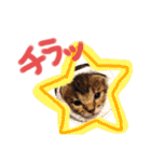 猫のななちゃん①（個別スタンプ：21）