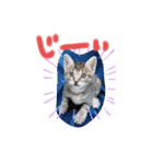 猫のななちゃん①（個別スタンプ：22）