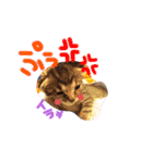 猫のななちゃん①（個別スタンプ：26）