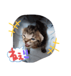 猫のななちゃん①（個別スタンプ：28）