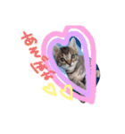 猫のななちゃん①（個別スタンプ：29）