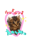 猫のななちゃん①（個別スタンプ：30）