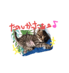 猫のななちゃん①（個別スタンプ：31）