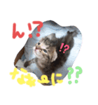 猫のななちゃん①（個別スタンプ：32）