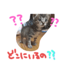猫のななちゃん①（個別スタンプ：33）