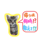 猫のななちゃん①（個別スタンプ：34）