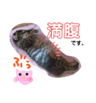 猫のななちゃん①（個別スタンプ：35）